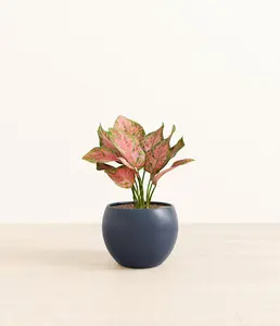 Aglaonema Wishes