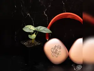 Alocasia 'Silver Dragon' aurea variegated *Grower's Choice*