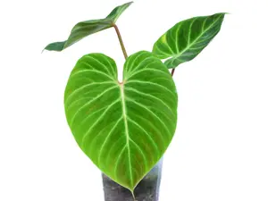 Philodendron verrucosum Amazon Sunset 'Iricolor'