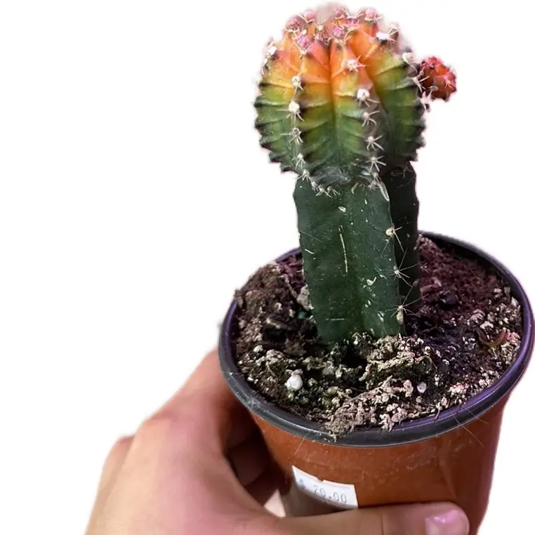 Orange Grafted Cactus Potted Live Plant 3in - Vibrant Euphorbia - Rare Crested Succulent - Yellow Variegation - Easy Care - Architectural Houseplant - Exotic Desert Decor - Low Maintenance - Statement Specimen