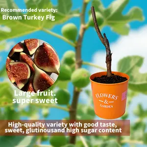 Backyard Fig Tree Plant – Easy Grow Fruit Tree for Garden