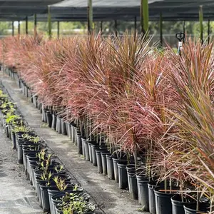 Madagascar Dragon Tree (Dracaena Marginata 'Magenta')