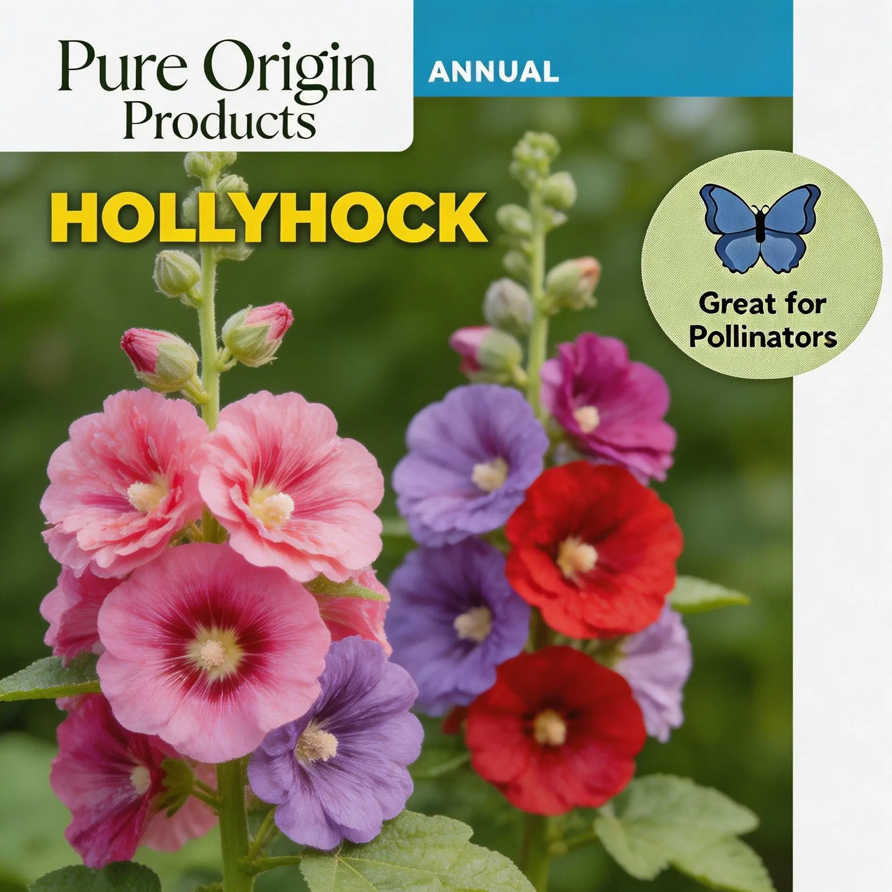 Pure Origin Products Double Hollyhock Seeds 'Radiant Rose' – Mixed Colors, Non-GMO Heirloom Variety Hardy Biennial for Vibrant, Tall Blooms | Ideal for Outdoor Gardens, Flower Pots & Decorative Planting