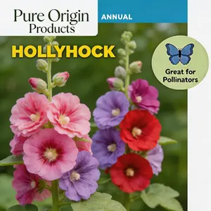 Pure Origin Products Double Hollyhock Seeds 'Radiant Rose' – Mixed Colors, Non-GMO Heirloom Variety Hardy Biennial for Vibrant, Tall Blooms | Ideal for Outdoor Gardens, Flower Pots & Decorative Planting