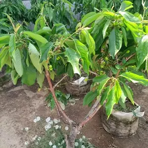Healthy cherry tree seedlings, deciduous fruit trees, easy to grow, suitable for balcony, yard, backyard and container planting