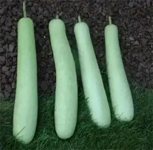 Bottle Gourd Seeds - Calabash , Extra Long