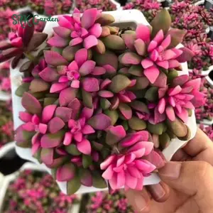 Sunrise, Variegated Succulent, Pink Plant in 2", 4" pot