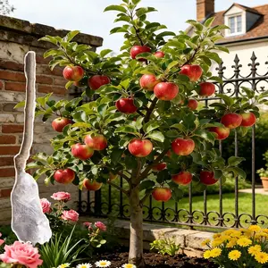 Semi-dwarf Honey Crispy Apple Tree Seedlings - Easy-to-grow fruit trees with high survival rates, ideal for home gardens and yards, hard, cold-resistant and fast-growing, suitable for beginners and home backyards