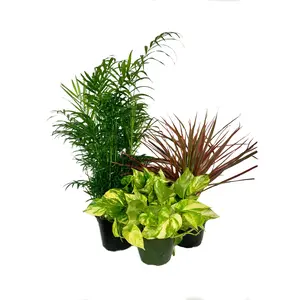Beautiful Houseplant Multi-Pack - 3 Live Plants in 6 Inch Pots - Neanthe Bella Parlor Palm, Pothos, Dracaena Marginata - Easy Care Indoor Houseplants