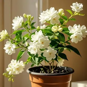 Fragrant Jasmine Seeds (100 Pcs) – Beautiful White Flowers for Pots & Beds