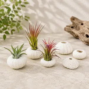 Set of 3 White Urchins with Tillandsia Air Plants