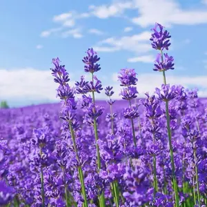 200 Lavender Seeds – Easy-Grow, Fragrant Blooms for Relaxing Gardens and Pollinator-Friendly Spaces