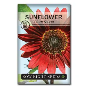 Velvet Queen Sunflower Seeds