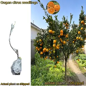 Ougan Mandarin Tree, Bare Root – 2–3 Year Old, Healthy Roots, Self-Pollinating, Low Maintenance – Potted or In-Ground – Ideal for Home Garden, Balcony, Patio, Orchard outdoorfun