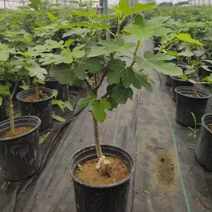 Fig seedlings, Grace Boji red fruit variety, extra large fruit, suitable for year-round planting, bearing fruit in the current year, suitable for ground-grown potted plants
