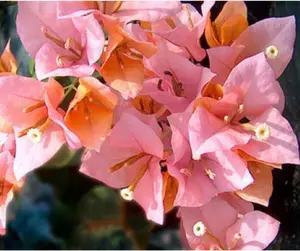 Light pink orange Bougainvillea starter-Hugh Evans - Live Rare Bougainvillea starter Plant ship in pot