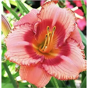 Strawberry Candy Re-Blooming Daylily - Bare Root Plant, Hardy Perennial for Zone 3, Pink and Red Blooms, Low Maintenance, Ideal for Full Sun or Partial Shade, Perfect for Garden Borders & Landscapes