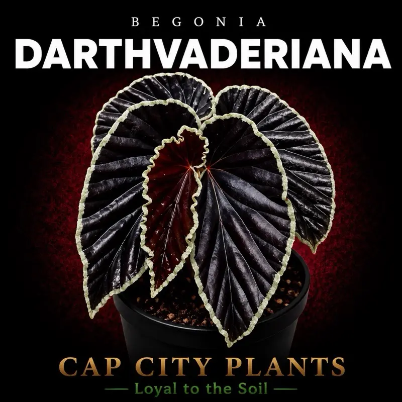 Begonia Darthvaderiana Tissue Culture Begonia Darthvaderiana Tissue Culture