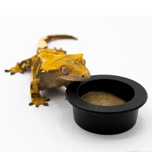 Large Silicone Gecko Feeding Cups