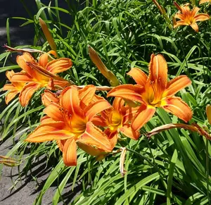 10 Wild Daylily Bulbs for Planting, Reblooming Daylilies Bulbs, Perennial Flowers Bulbs