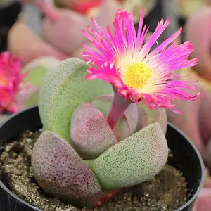 Live Pleiospilos Royal Flush Plant - Purple Rare Succulent - Purple Lithops - Pleiospilos Nelii Royal Flush - Split Rock - 3 Inch Pot
