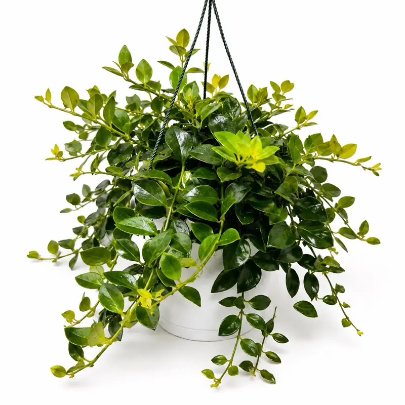 Lipstick Plant ‘Mona Lisa’ 8” Hanging Basket – Trailing Tropical Houseplant | Easy-Care Flowering Plant