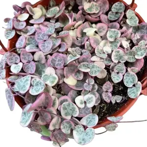 Variegated String of Hearts (Ceropegia Woodii) – Rare Trailing Succulent – Live Plant in 4" Pot