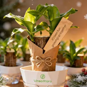 Beginner-Friendly Brazilian Lucky Wood Live Plant - 1 Pack Nutrient Solution Included, U.S. Farm Palo de Brasil, Low-Maintenance Indoor Desktop Déco