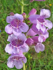 100 seeds Penstemon cobaea | Showy Beardtongue