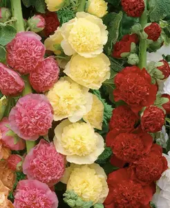 200 Pcs Mixed Color Hollyhock Seeds for a Beautiful Garden Long Blooming and Low Maintenance Ideal for Attracting Butterflies