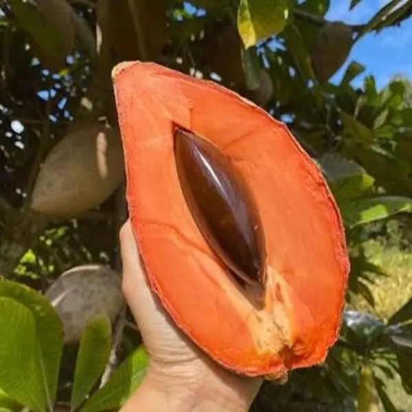 Mamey Magana Grafted Fruit Tree, 3-Gallon Pot, 1-2 Ft Tall Live Outdoor Garden Plant for Home Improvement