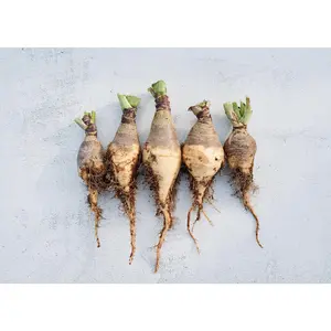 Wilhelmsburger - Rutabaga Seeds