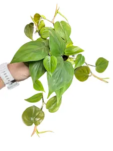 4" Philodendron Cordatum Green, Heart Shaped Leaves, Live Houseplant, Indoor Plant