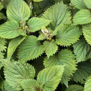 Perilla Korean 'Shiso' Seeds – Aromatic Heirloom Herb with Bold, Basil-Mint Flavor (Perilla frutescens) – Essential in Asian Cuisine