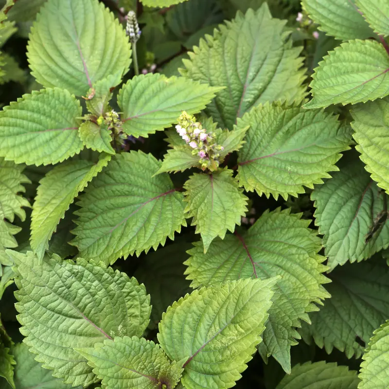 Perilla Korean 'Shiso' Seeds – Aromatic Heirloom Herb with Bold, Basil-Mint Flavor (Perilla frutescens) – Essential in Asian Cuisine