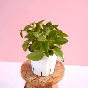 Peperomia Pixie Lime - 4” Pot