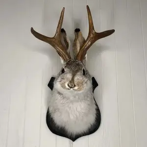 Jackalope Resin Head Wall Hanging Ornament, Animal Specimen Style Wall Art, Home Decoration, Unique Gift Ideas, Hangable, Wall Ornaments