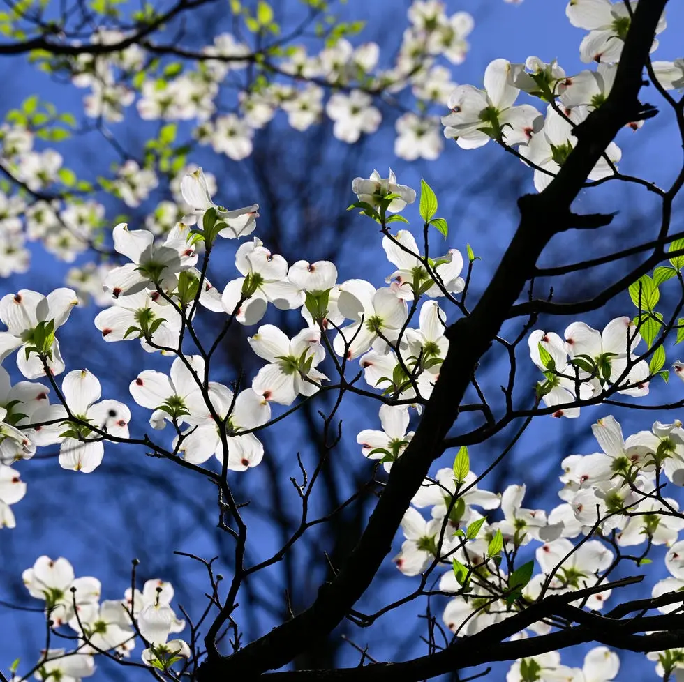 White Dogwood Tree Live Plant 12-24" Tall Potted Flowering Tree