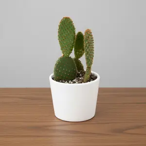 Opuntia 'Microdasys' (Bunny Ear Cactus)