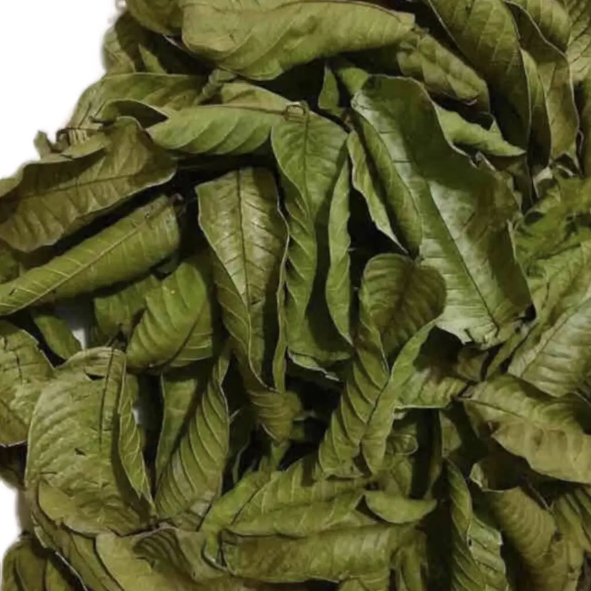 Premium Florida Guava Dried Leaves Tea - 80g - Organic Matcha Beverage, Herbal, Non GMO, No Sugar, Caffeine, Gluten, Vegan