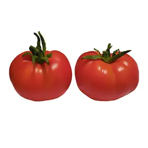 New Yorker Tomato Seeds - Early Slicer Variety - Great for Cool Short Seasons