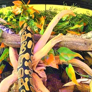 HomiQ Life 3MP 2K Aquarium & Terrarium Pet Camera.Magnetic Install &Close-Focus Lens for Fish,Lizard, Reptile Pet and Window Bird Feeder,2.4GHz & 5GHz WiFi,Color Night Vision,Auto-focus,24/7 Recording