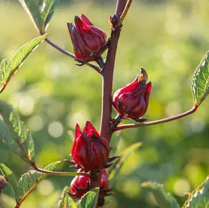 Hibiscus Flower Roselle Seeds for Planting: Roselle, Jamaica, Sorrel, Produces Fleshy Red Calyxes for Tea, Certified Organic - 30 Seed Packet / Bulk Pack