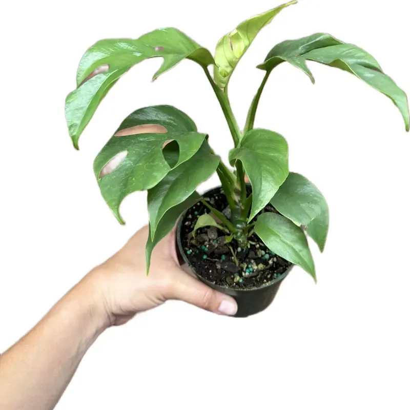 Rhaphidophora Tetrasperma ‘Mini Monstera’ 4" Potted Live Plant - Iconic Fenestrated Leaves - Easy Care Vining Plant - Tropical Jungle Vibe - Fast Growing Climber - Unique Lace-Like Foliage - Beginner Friendly Houseplant