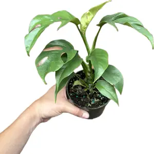 Rhaphidophora Tetrasperma ‘Mini Monstera’ 4" Potted Live Plant - Iconic Fenestrated Leaves - Easy Care Vining Plant - Tropical Jungle Vibe - Fast Growing Climber - Unique Lace-Like Foliage - Beginner Friendly Houseplant