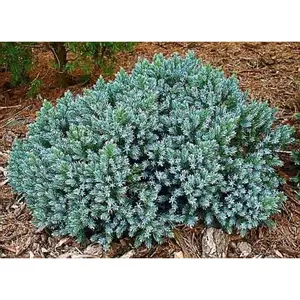 1 Gal. Blue Star Juniper Shrub Turquoise and Silver, Low Maintenance Dwarf Conifer Drought Tolerant