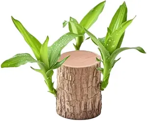 Brazilian wood plant Brazilian lucky wood plant.