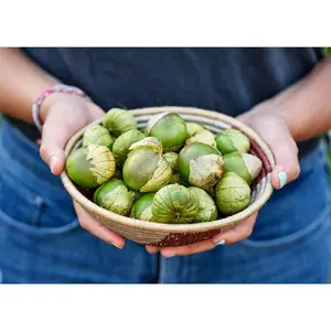 Purple Tomatillo Seeds
