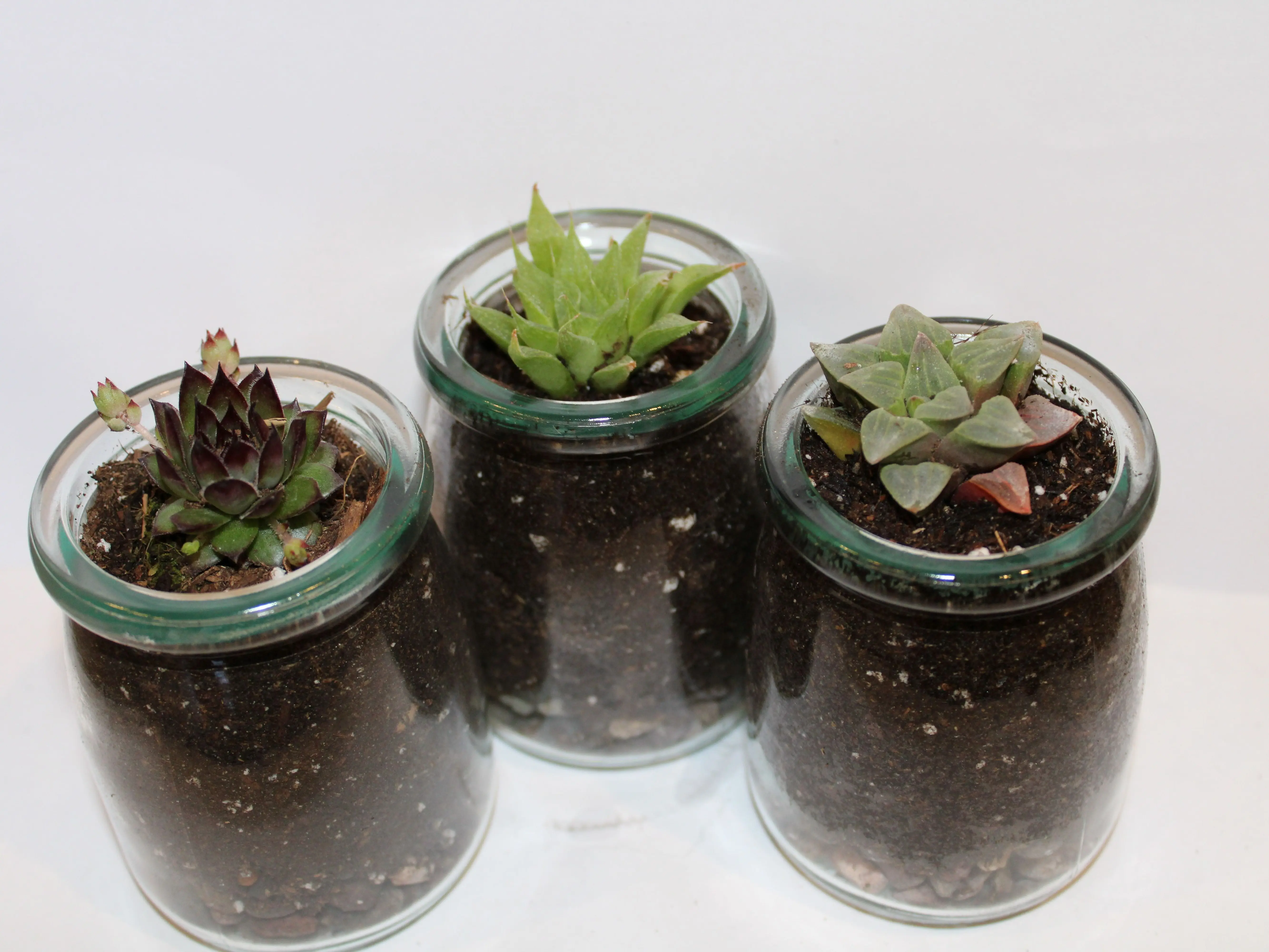 Modern Glass Standing Succulent Terrarium