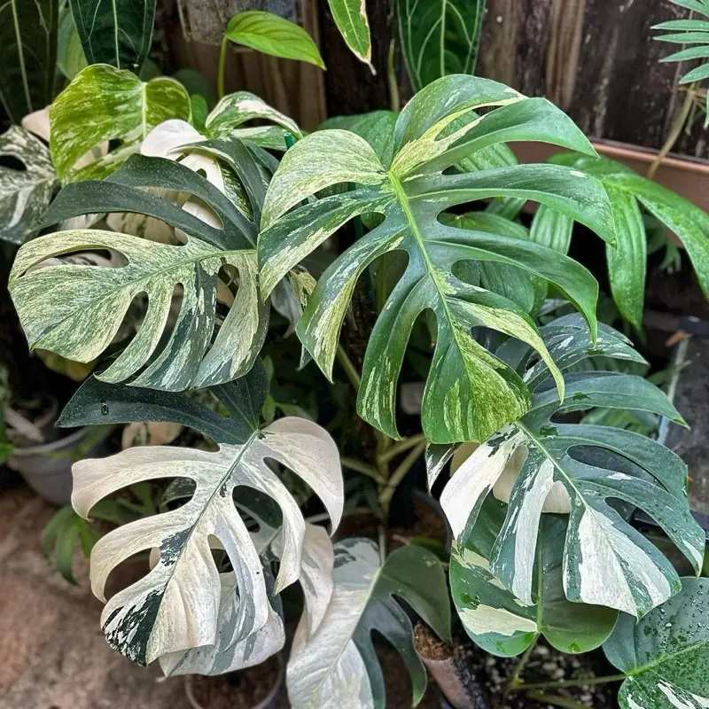 monstera kytka Hanging Monstera Kokedama main image 1